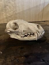 Real fox skull for sale  CANNOCK