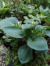 Blaublatt funkie hosta gebraucht kaufen  Rösrath