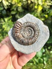 Dactylioceras ammonite whitby for sale  REDCAR