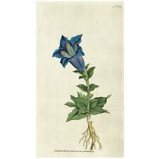 Estampa botânica rara 1794 Curtis nº 52 GENTIANA ACAULIS, GENCIANA DE FLOR GRANDE comprar usado  Enviando para Brazil