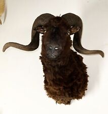 Black goat ram for sale  Fort Lauderdale