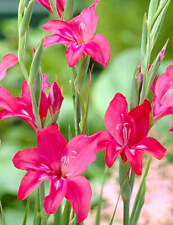 Robinetta hardy gladiolus for sale  Benton Harbor