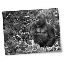 8x10 prints silverback for sale  SELBY