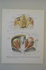 Planche anatomie humaine d'occasion  Marseille IV