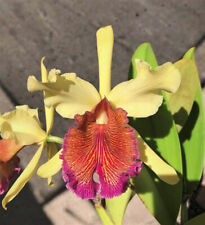 Cattleya dowiana aurea for sale  USA