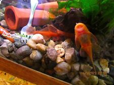 Live freshwater fish for sale  Gloucester