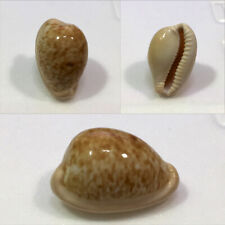 Used, Cypraea fuscorubra, Hout Bay, South Africa, 31.1mm, SELECTED for sale  Shipping to South Africa