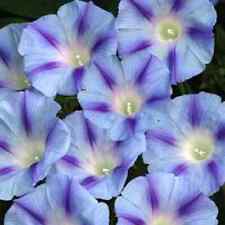 Morning glory ipomoea for sale  READING