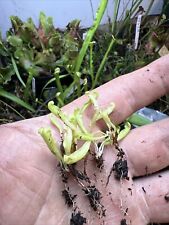 Sarracenia purpurea montana for sale  Roaring River