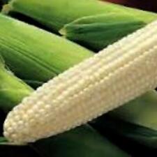 Semilla de maíz blanco del condado de Boone (maíz de campo de abolladuras) - vendedor de EE. UU. - ¡se envía rápido! segunda mano  Embacar hacia Argentina