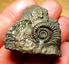 Iron pyrite multi-ammonite bivalve fossil (41mm) Jurassic Coast Fossils minerals, used for sale  Shipping to South Africa