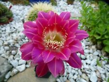 Echinopsis hybrid sister for sale  Shipping to Ireland