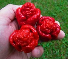 Trinidad moruga scorpion d'occasion  Expédié en France