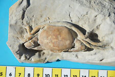 Amazing fossil crab for sale  UK