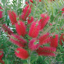 Callistemon bottlebrush plant for sale  PETERBOROUGH