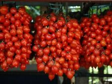 Pomodoro piennolo del usato  Reggio Calabria