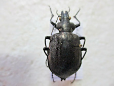 Entomology Carabidae Calosoma oceanicum Rare New Caledonia  for sale  Shipping to South Africa