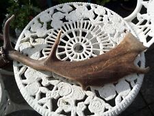 Fallow deer antler for sale  GREAT YARMOUTH