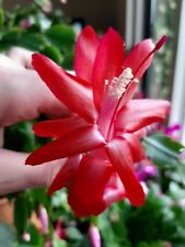 Schlumbergera Toverbal for sale  Shipping to South Africa