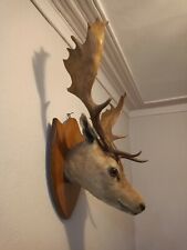 Fallow deer head for sale  CHICHESTER