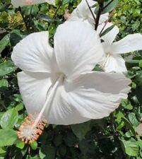 Exotic tropical white for sale  Homestead