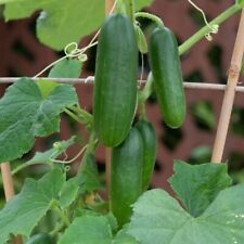 Cucumber minicrisp plug for sale  LLANDYSUL