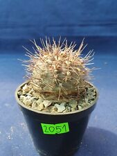 Gymnocalycium 2051p, used for sale  Shipping to South Africa