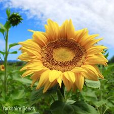 Giant titan sunflower for sale  DEWSBURY
