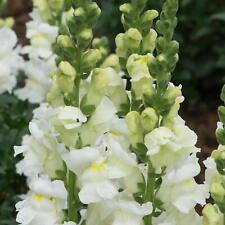 Perfect plants antirrhinum for sale  HAILSHAM