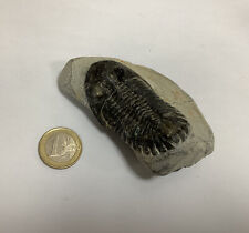 Fossile trilobite maroc d'occasion  France