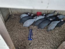 Guinea fowl hatching for sale  STROUD