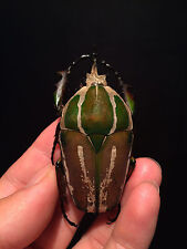 Entomology Insect Mecynorrhina torquata ugandensis 75mm from Uganda!! for sale  Shipping to South Africa