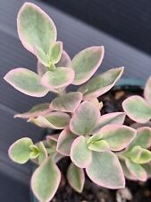 Aptenia cordifolia variegata for sale  KILMARNOCK