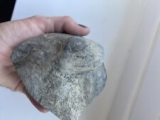 Unprepared shell fossil for sale  PORT TALBOT