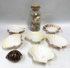 Bundle shells natural for sale  WELWYN GARDEN CITY