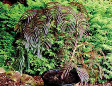 Albizia julibrissin chocolate for sale  BECCLES