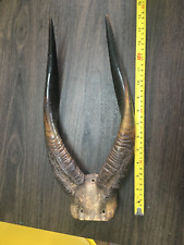 Great african bushbuck for sale  IPSWICH