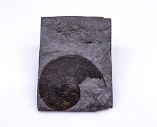 Vintage schieferplatte ammonit gebraucht kaufen  Reutlingen