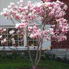 Jane magnolia tree for sale  Omaha
