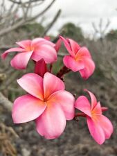 10 plumeria plants for sale  Kailua Kona