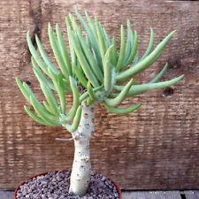 D3098 TYLECODON RETICULATUS pot10-H16-W10 cm MaMa Cactus for sale  Shipping to South Africa