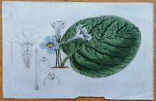 Used, Hairy Gloxinia - Curtis Original Botanical Print - 1830 for sale  Shipping to South Africa