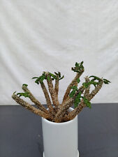 Euphorbia decaryi spirosticha gebraucht kaufen  Detm.-Heiligenkrchn.,-Remminghsn.