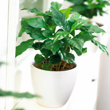 Coffea arabica plant for sale  UK