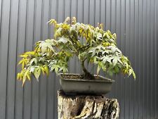 Bonsai japanischer ahorn gebraucht kaufen  , Ergolding