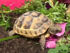 Large bags tortoise for sale  NORWICH