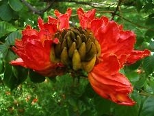 Spathodea campanulata | Tulipa Africana | Chama da Floresta | 20_Sementes comprar usado  Enviando para Brazil