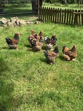 Brahma hühner bruteier gebraucht kaufen  Herten-Westerholt