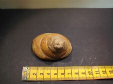 Gastropod Pleurotomaria sp., Lias, Early Jurassic, Bavaria, Germany, used for sale  Shipping to South Africa