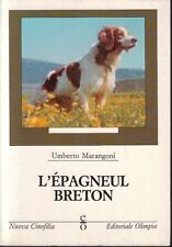 Epagneul breton umberto usato  Parma
